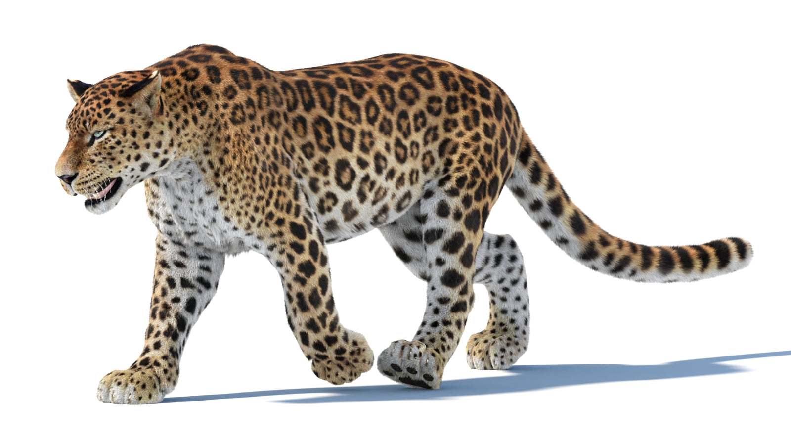 Animated Sri Lankan Leopard 3D Model Fur 360° view 3 frame 15