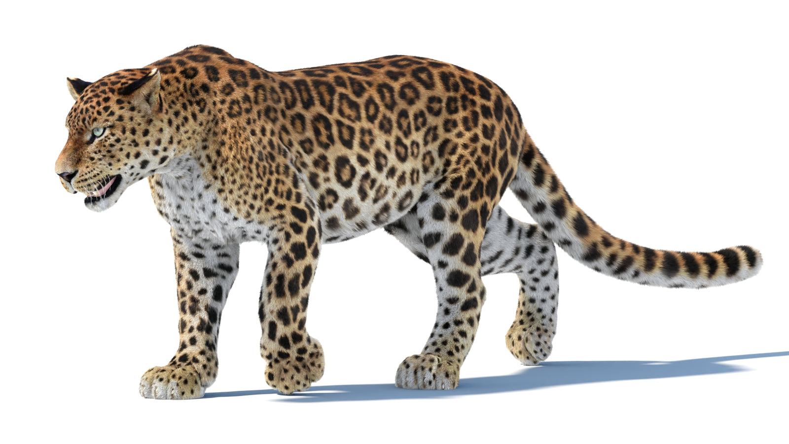 Animated Sri Lankan Leopard 3D Model Fur 360° view 3 frame 19