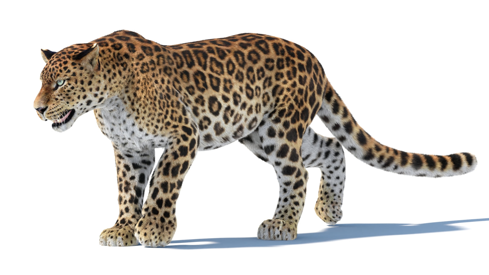 Animated Sri Lankan Leopard 3D Model Fur 360° view 3 frame 21