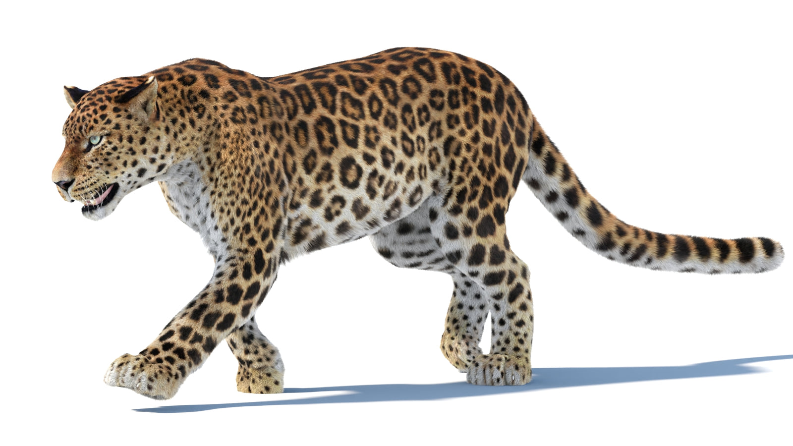 Animated Sri Lankan Leopard 3D Model Fur 360° view 3 frame 25