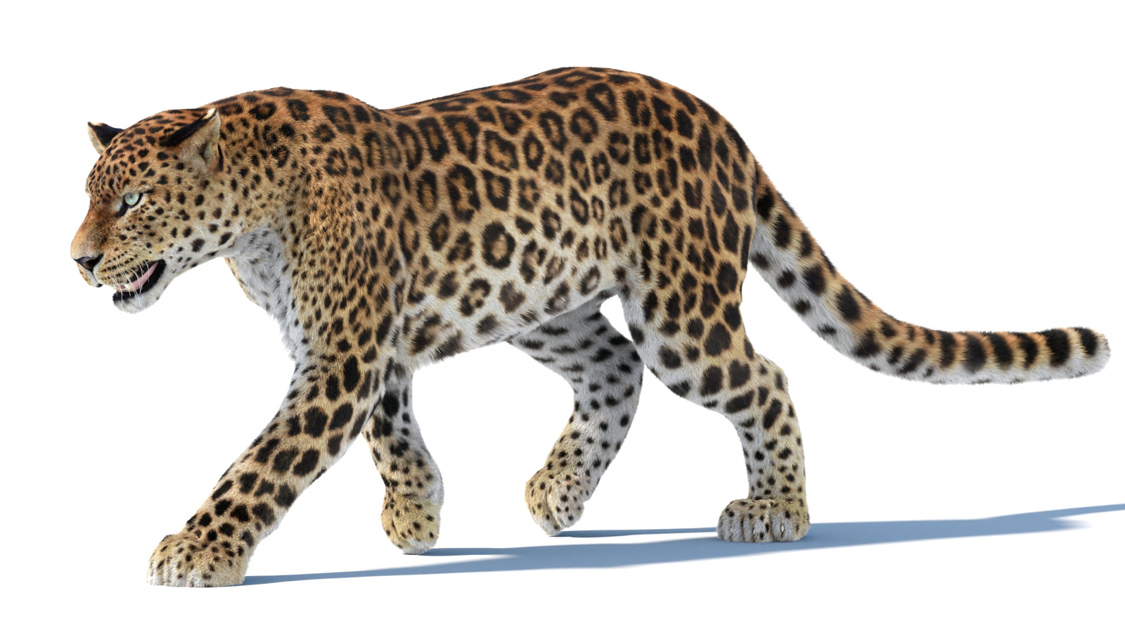 Animated Sri Lankan Leopard 3D Model Fur 360° view 3 frame 29