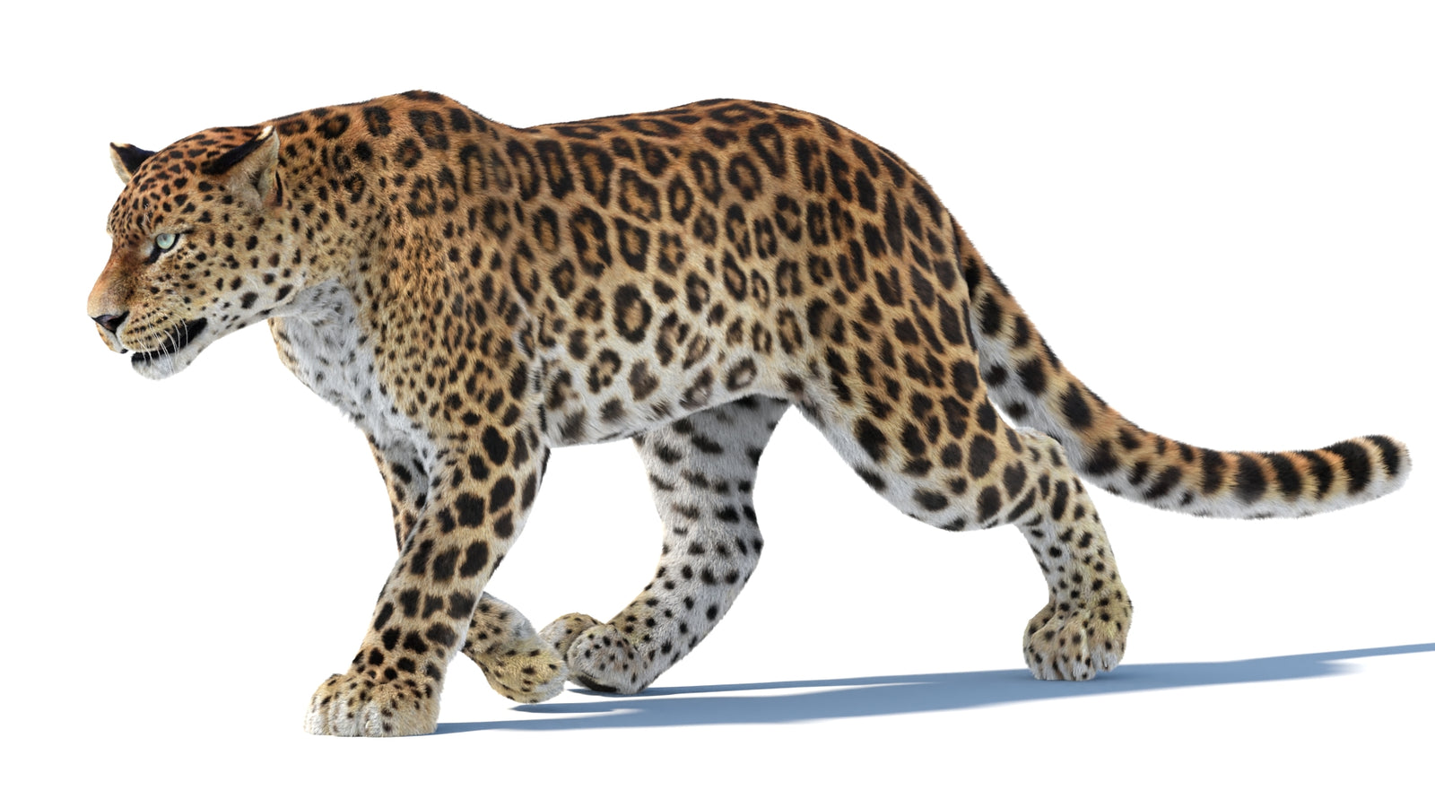 Animated Sri Lankan Leopard 3D Model Fur 360° view 3 frame 34
