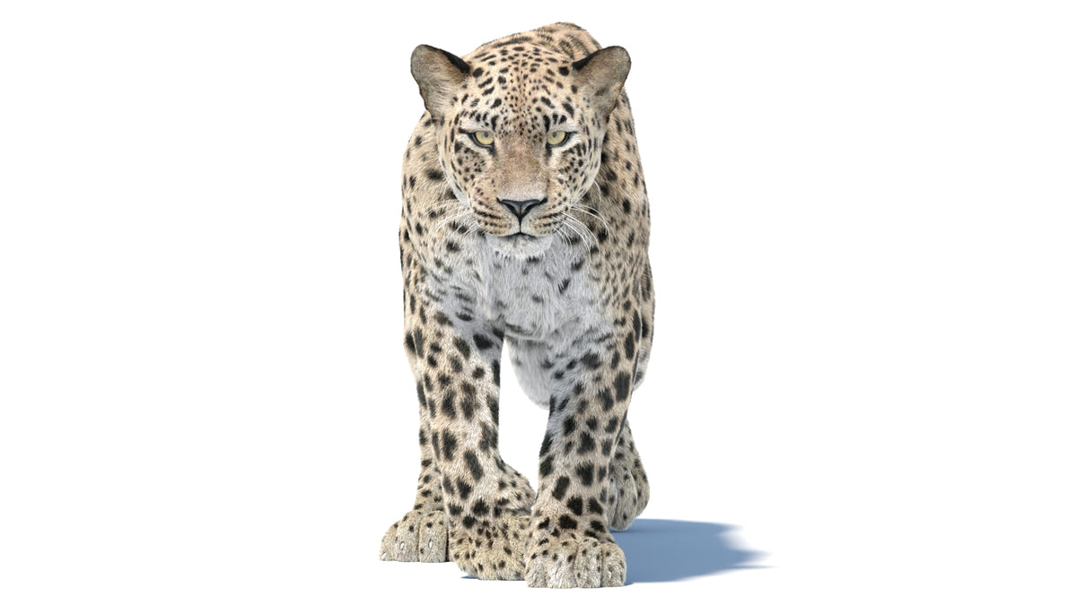 Animated Persian Leopard 3D Model Fur - 360 Degree View