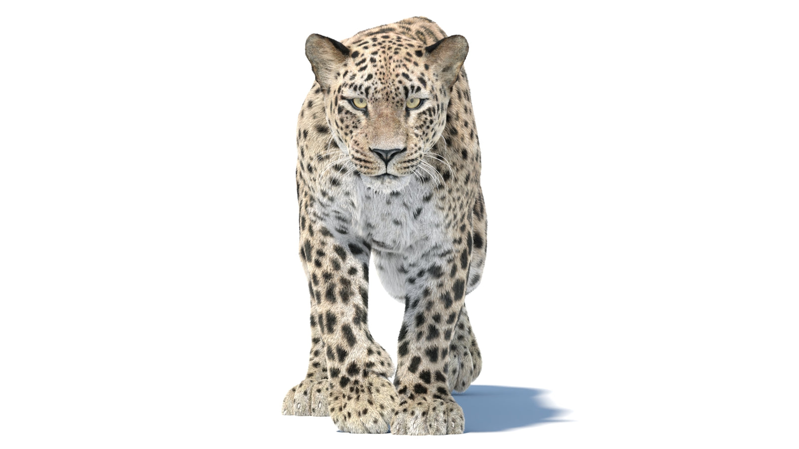 Persian Leopard 3D Model Animated Fur 360° view 5 frame 2