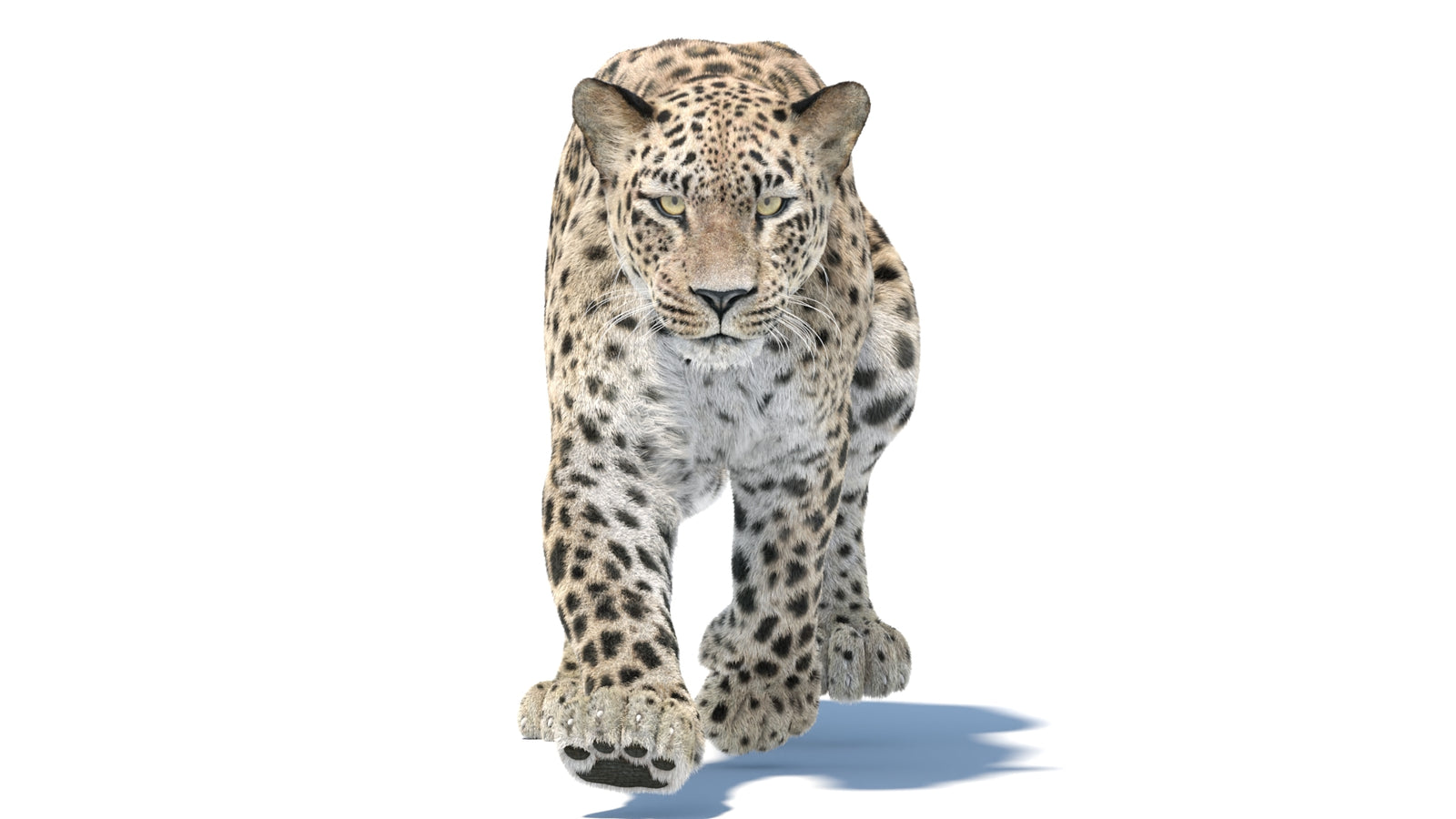 Persian Leopard 3D Model Animated Fur 360° view 5 frame 10