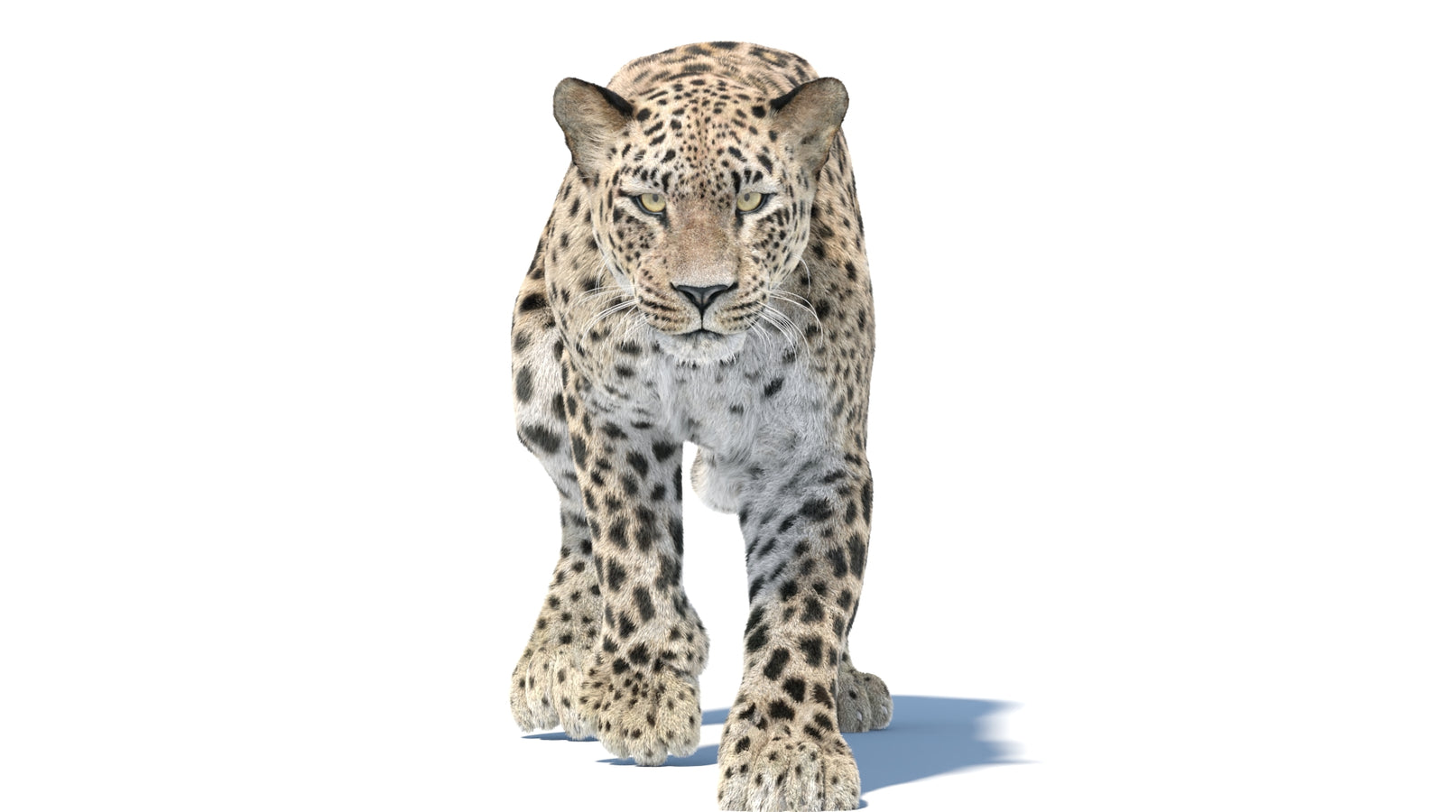 Persian Leopard 3D Model Animated Fur 360° view 5 frame 29