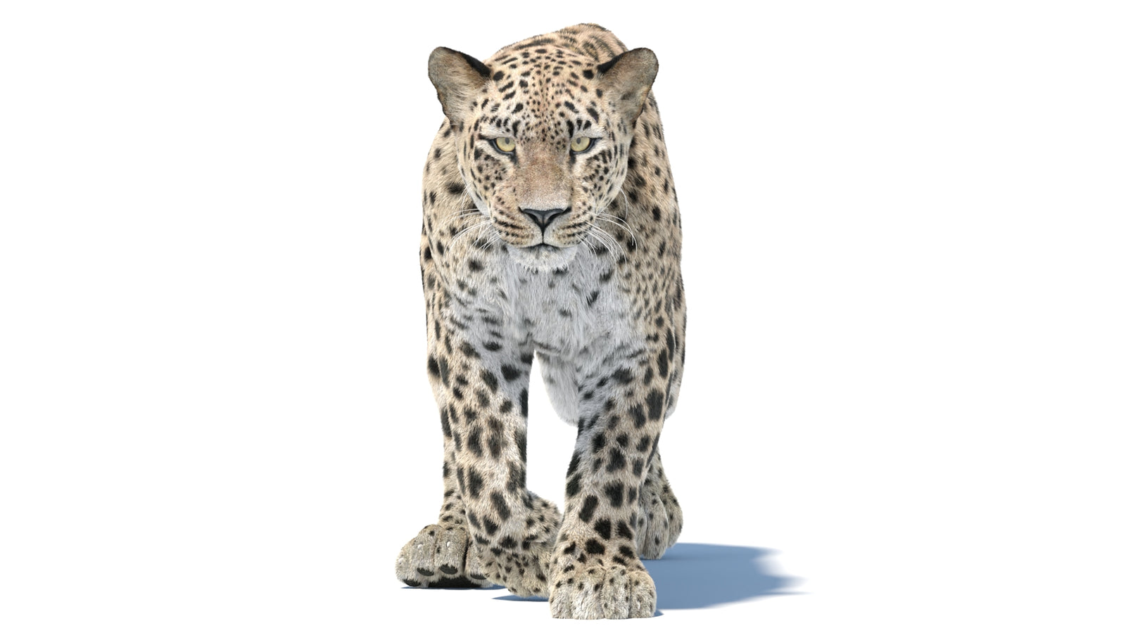 Persian Leopard 3D Model Animated Fur 360° view 5 frame 35