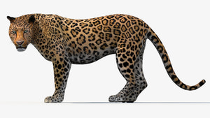 Animated Leopard 3d Model for Download Thumbnail