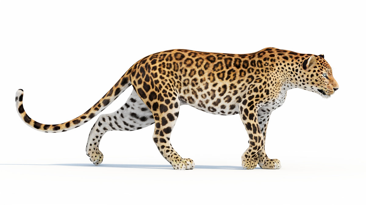 Animated Sri Lankan Leopard 3D Model - 360 Degree View