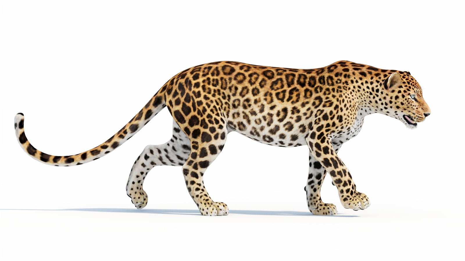 Animated Sri Lankan Leopard 3D Model 360° view 5 frame 4