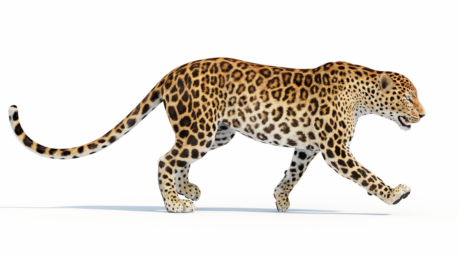 Animated Sri Lankan Leopard 3D Model 360° view 5 frame 9