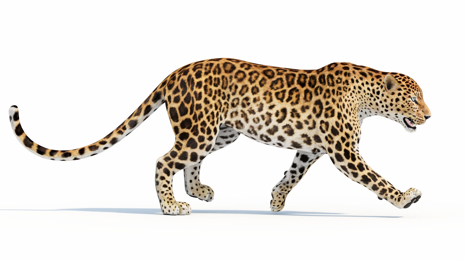 Animated Sri Lankan Leopard 3D Model 360° view 5 frame 10