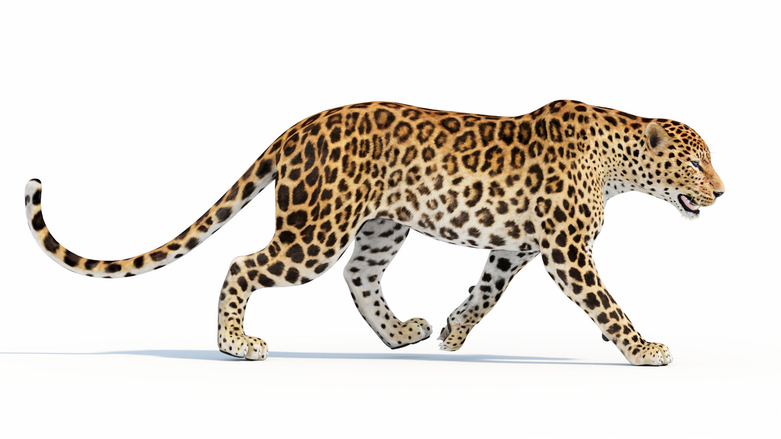 Animated Sri Lankan Leopard 3D Model 360° view 5 frame 15