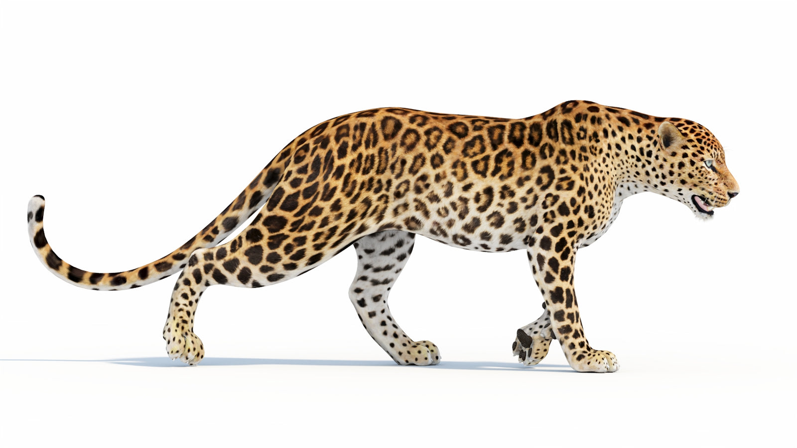 Animated Sri Lankan Leopard 3D Model 360° view 5 frame 21