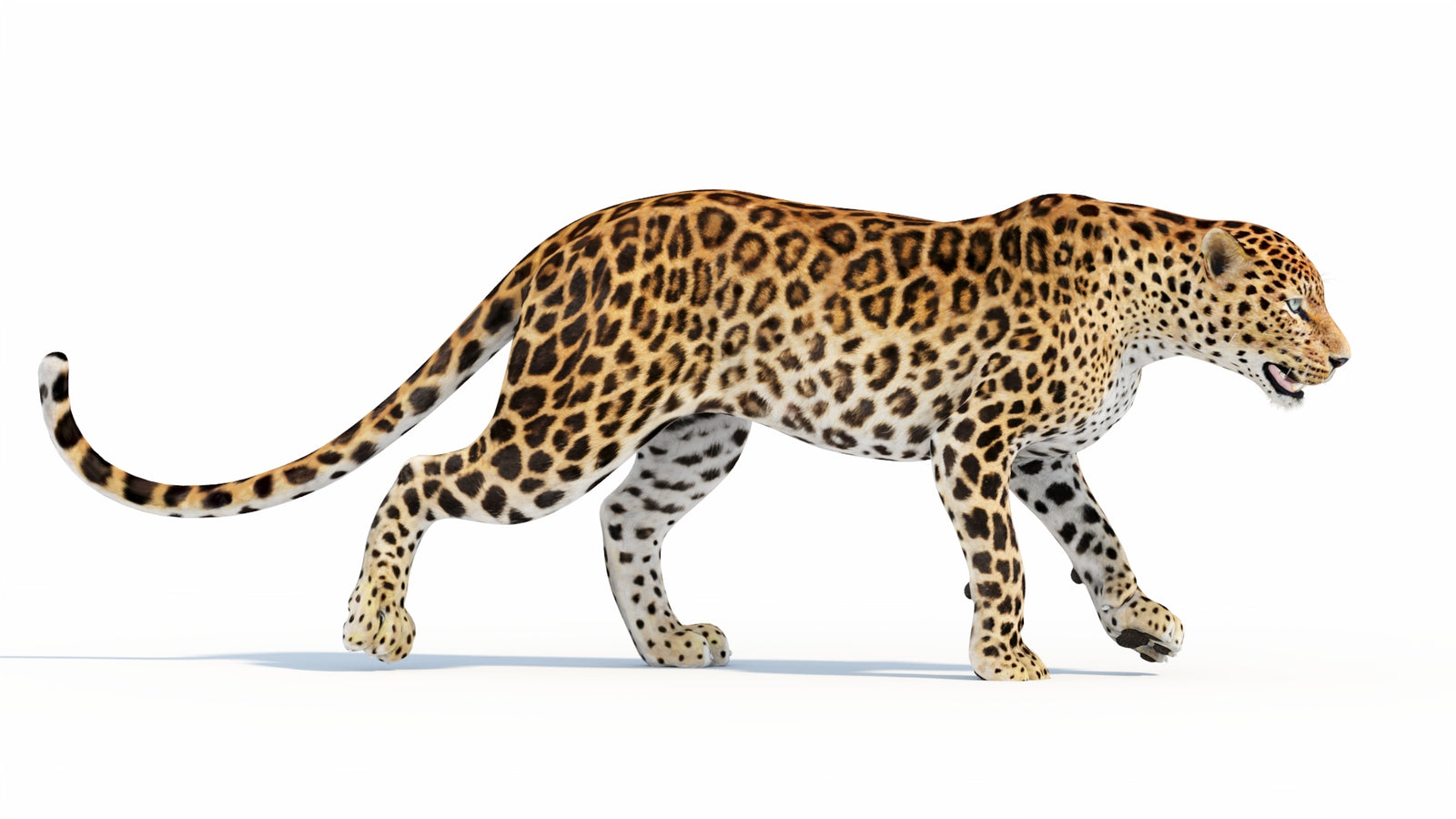 Animated Sri Lankan Leopard 3D Model 360° view 5 frame 25