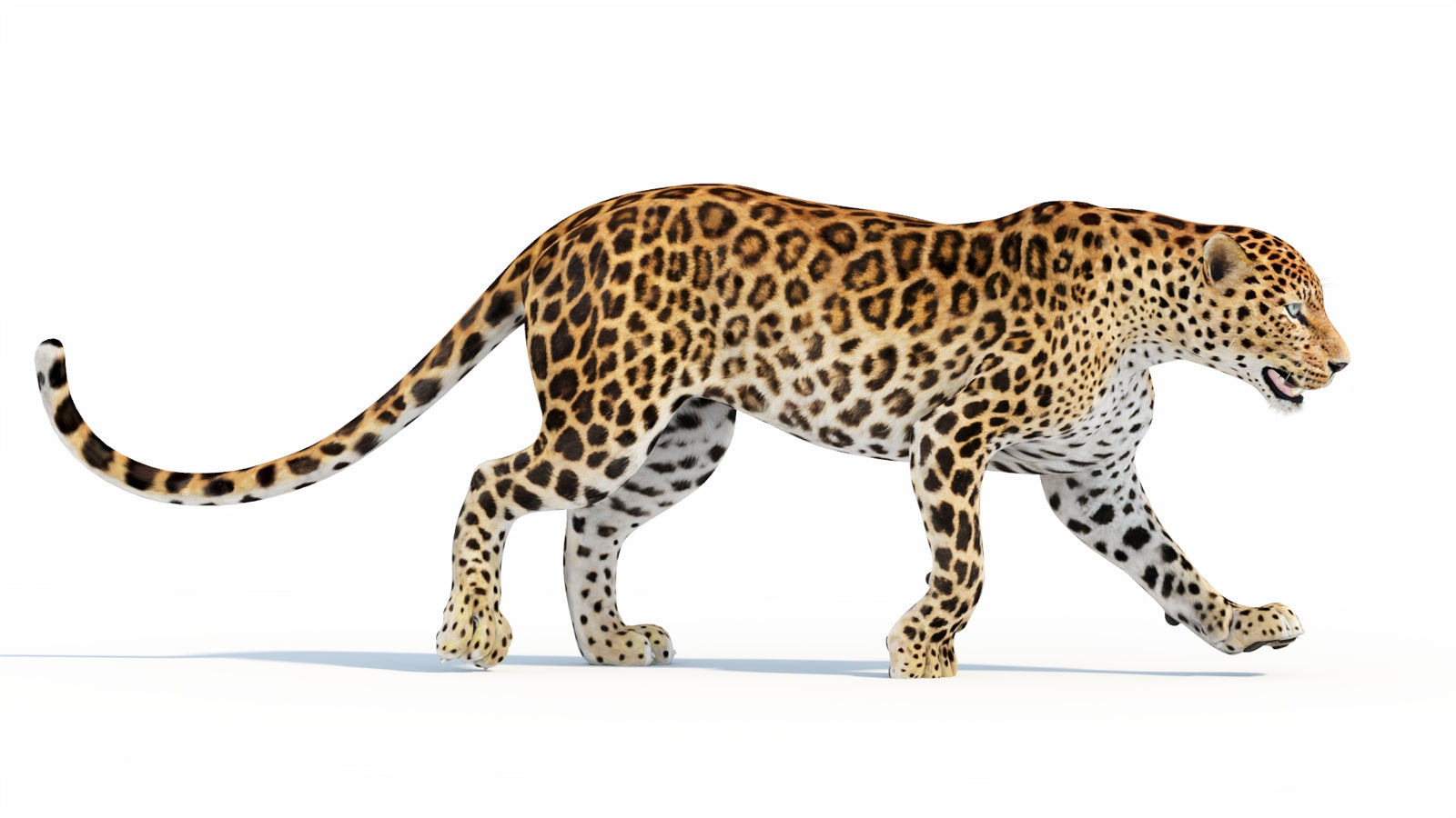 Animated Sri Lankan Leopard 3D Model 360° view 5 frame 28