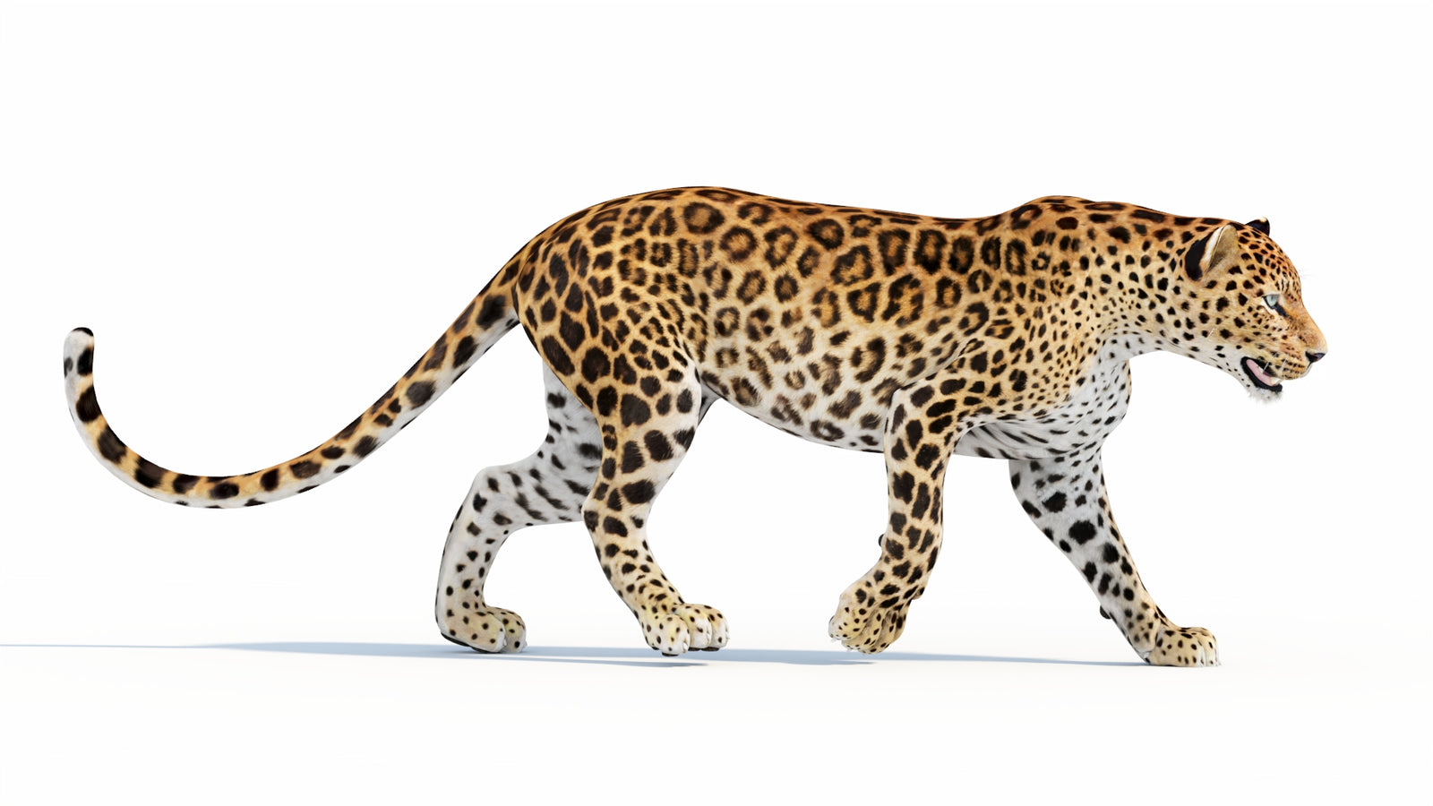 Animated Sri Lankan Leopard 3D Model 360° view 5 frame 35