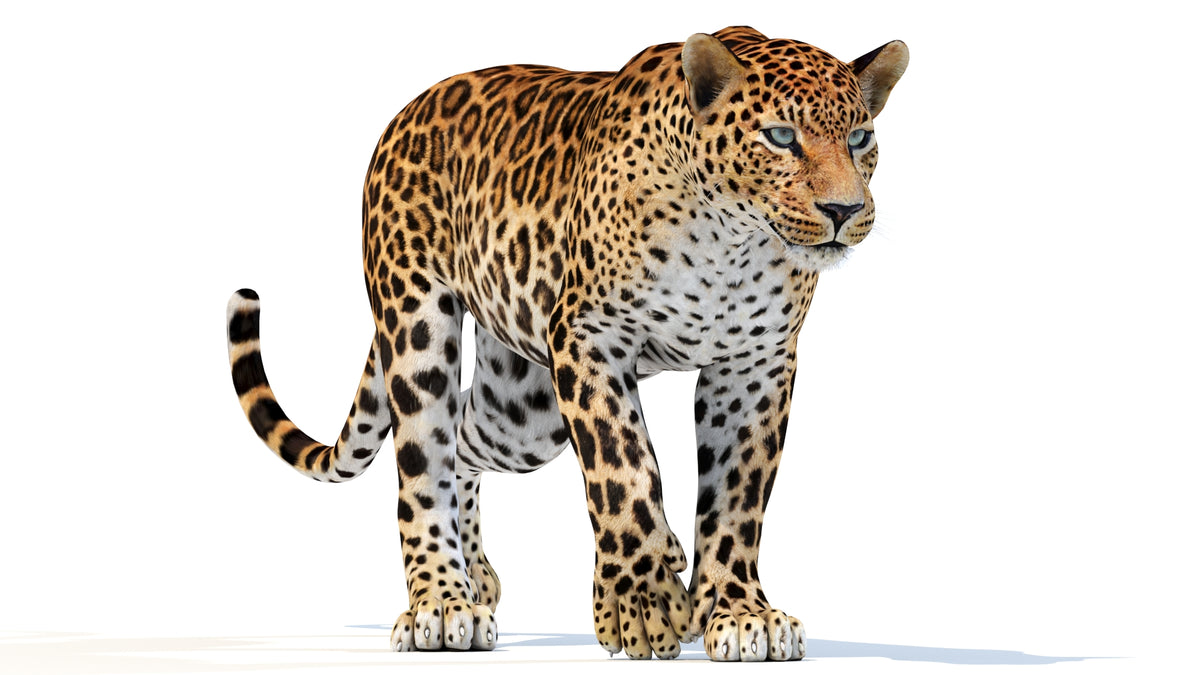 Animated Sri Lankan Leopard 3D Model - 360 Degree View