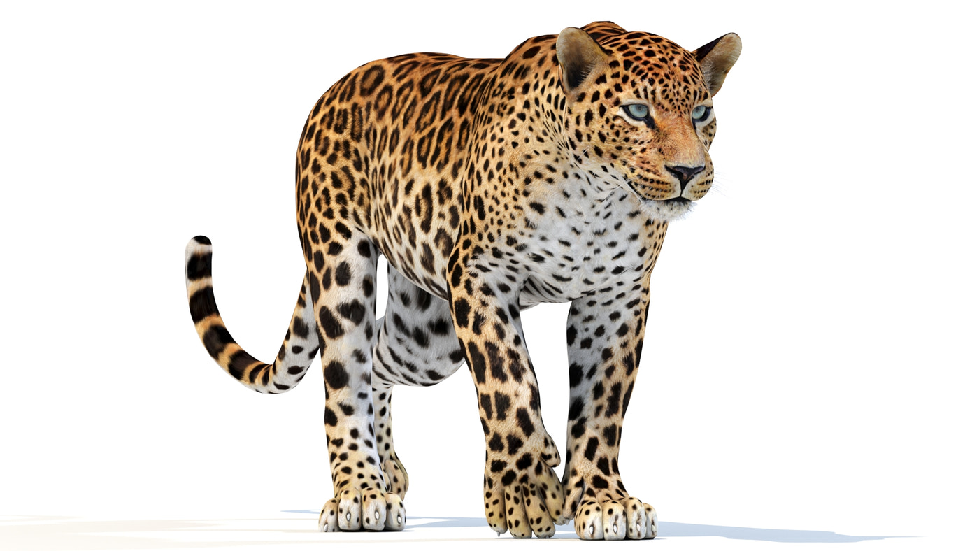 Animated Sri Lankan Leopard 3D Model - 360 Degree View