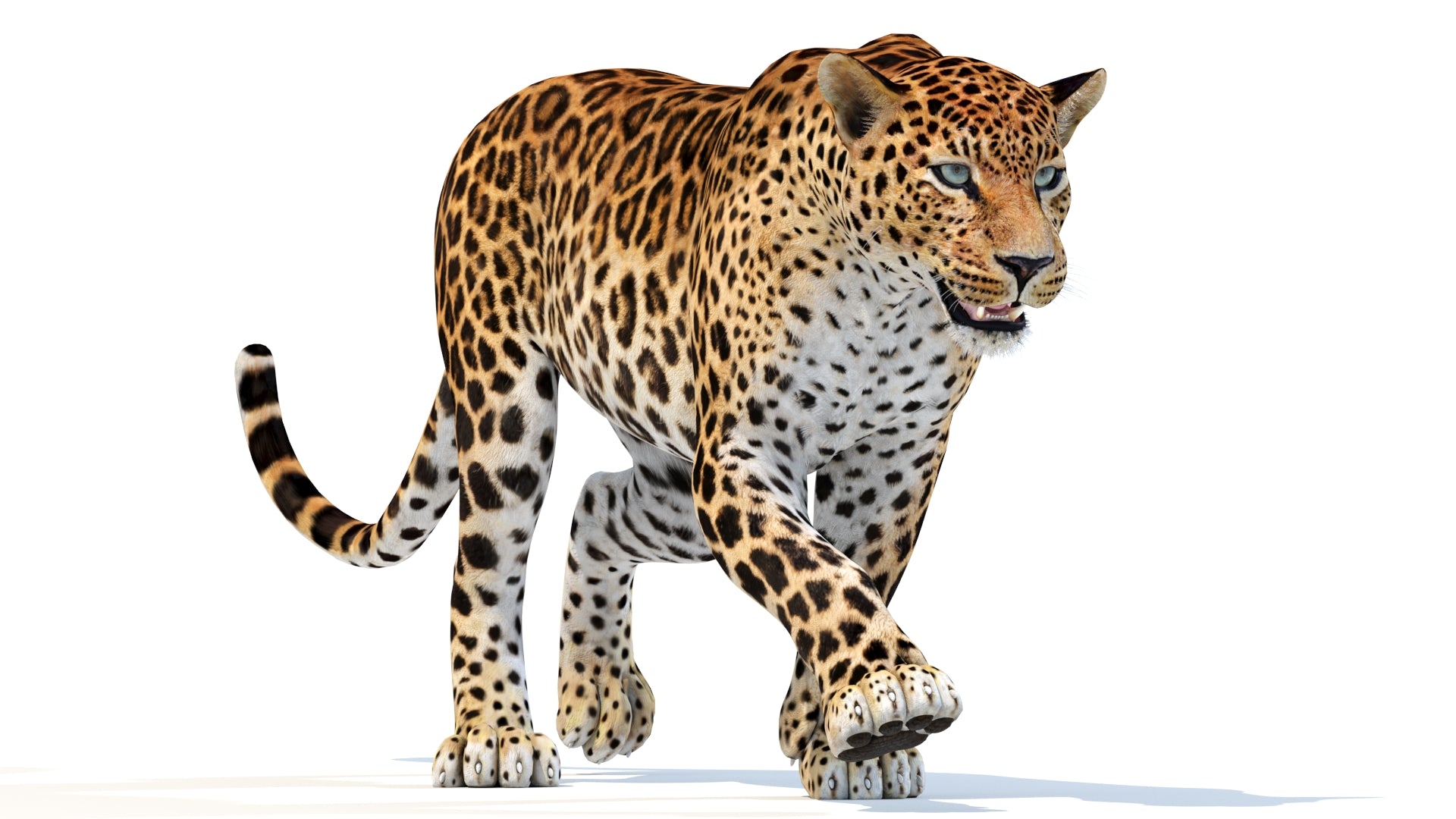 Animated Sri Lankan Leopard 3D Model | PROmax3D