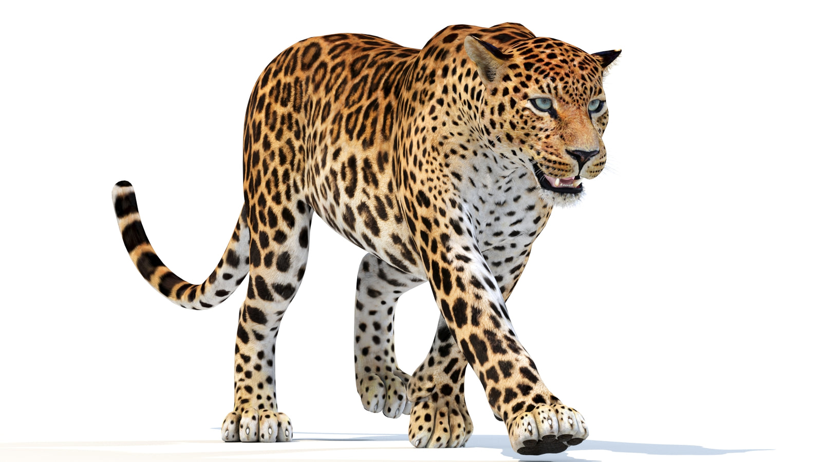 Animated Sri Lankan Leopard 3D Model 360° view 3 frame 9
