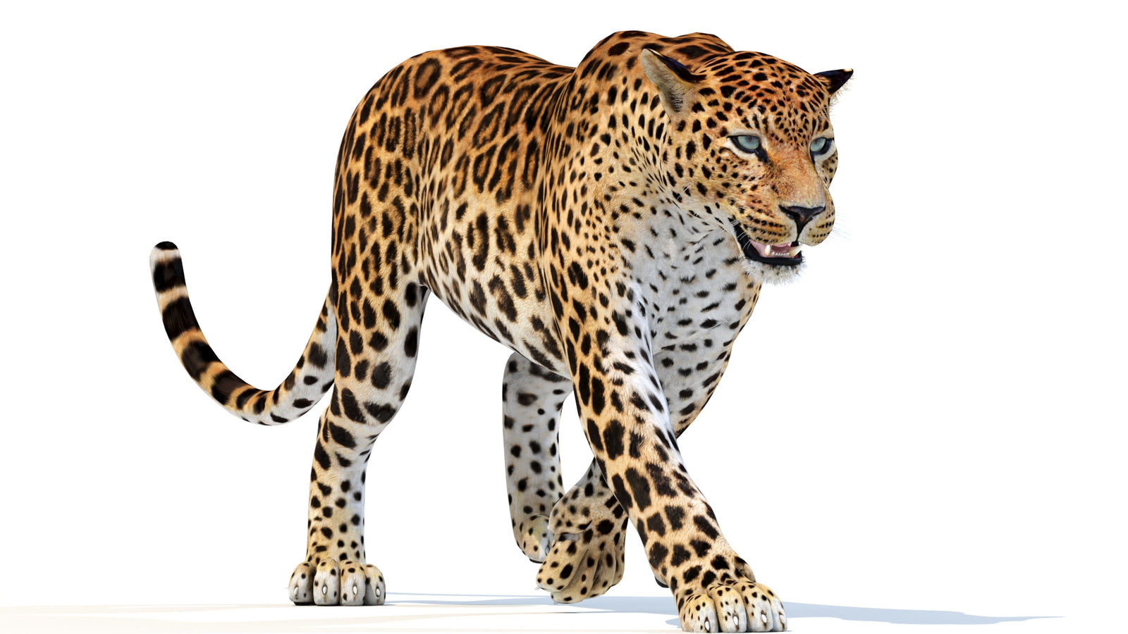 Animated Sri Lankan Leopard 3D Model 360° view 3 frame 11