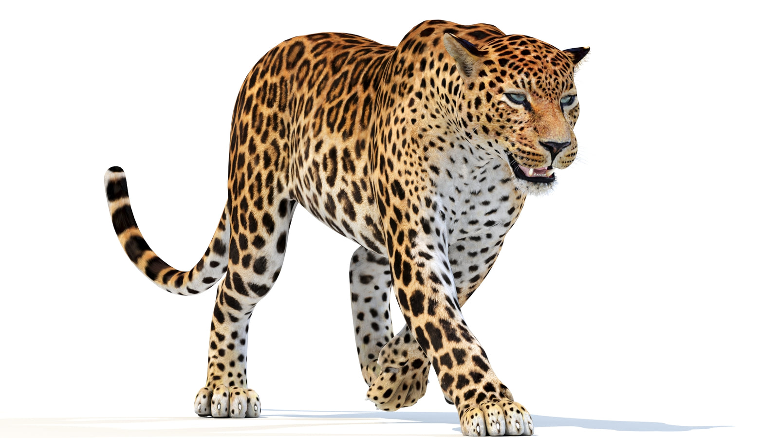 Animated Sri Lankan Leopard 3D Model 360° view 3 frame 12