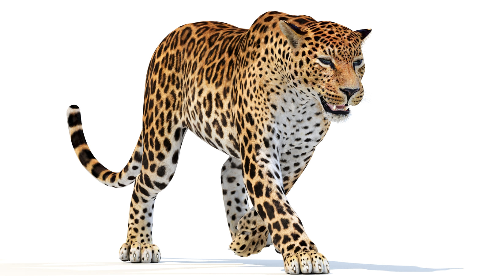 Animated Sri Lankan Leopard 3D Model 360° view 3 frame 13
