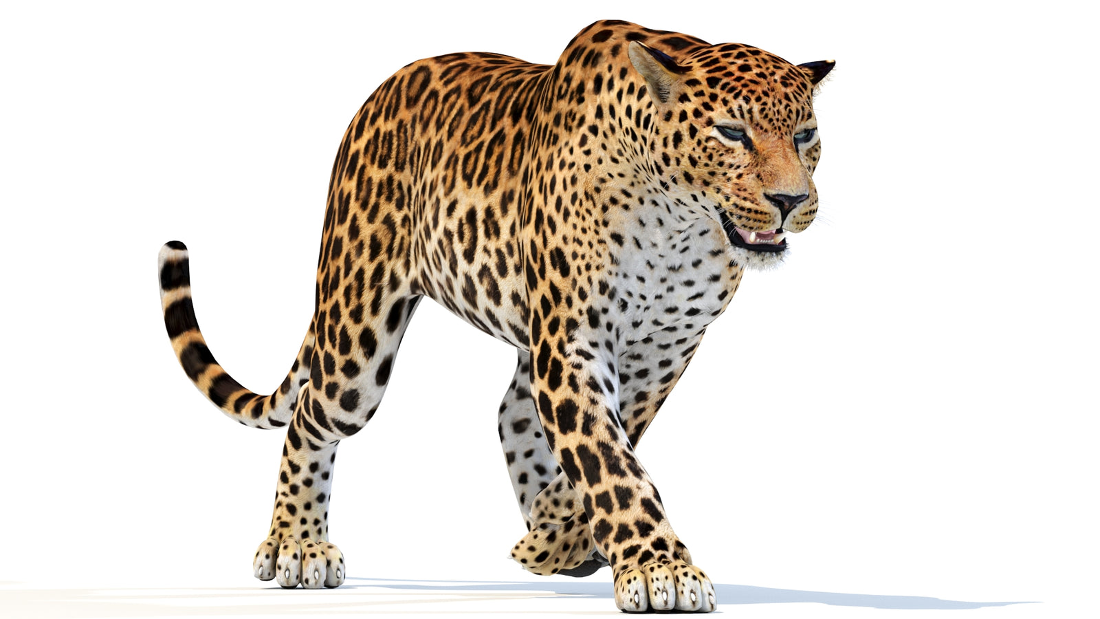 Animated Sri Lankan Leopard 3D Model 360° view 3 frame 15