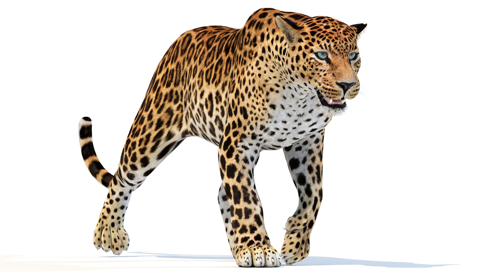 Animated Sri Lankan Leopard 3D Model 360° view 3 frame 22