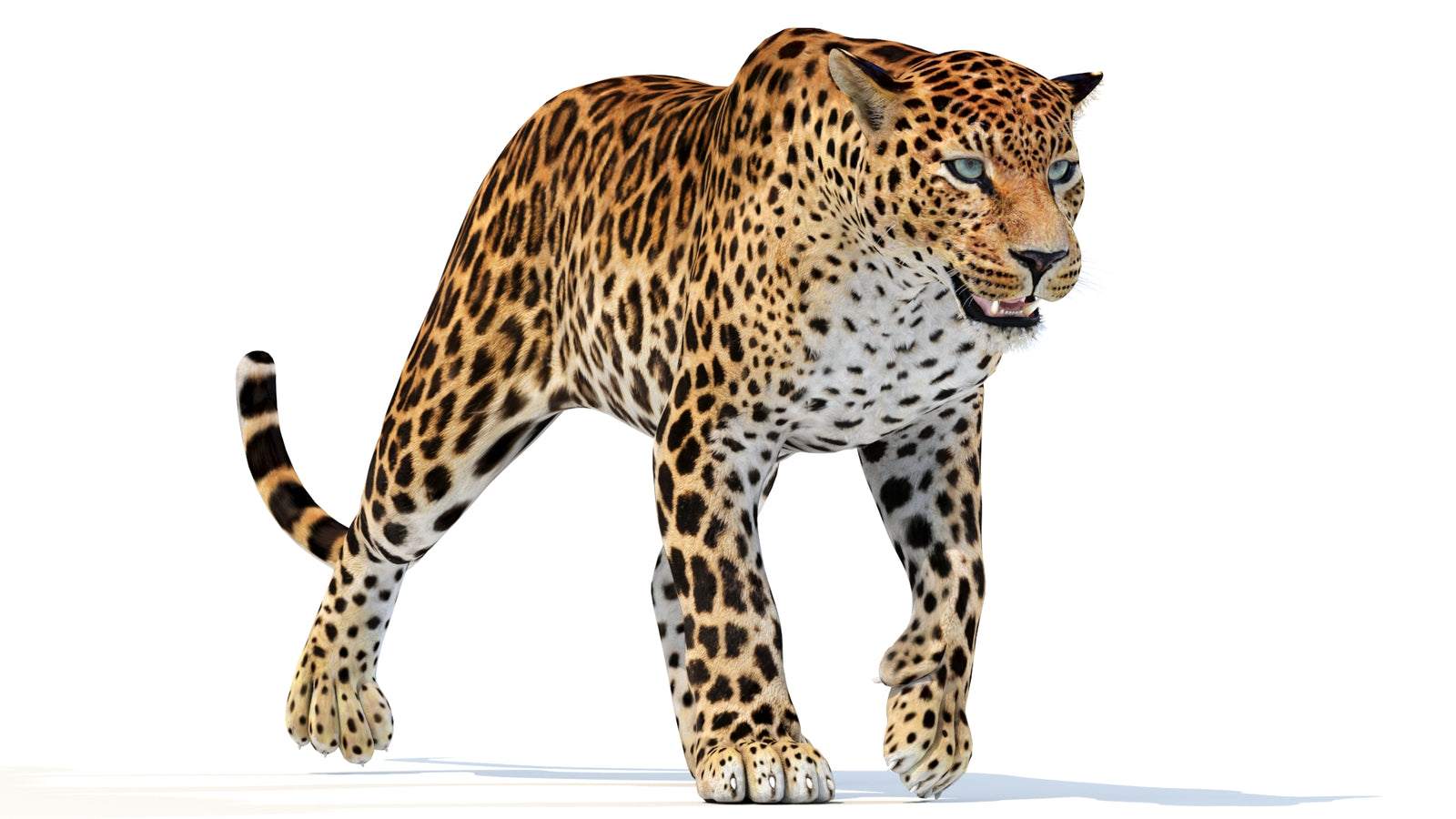 Animated Sri Lankan Leopard 3D Model 360° view 3 frame 23