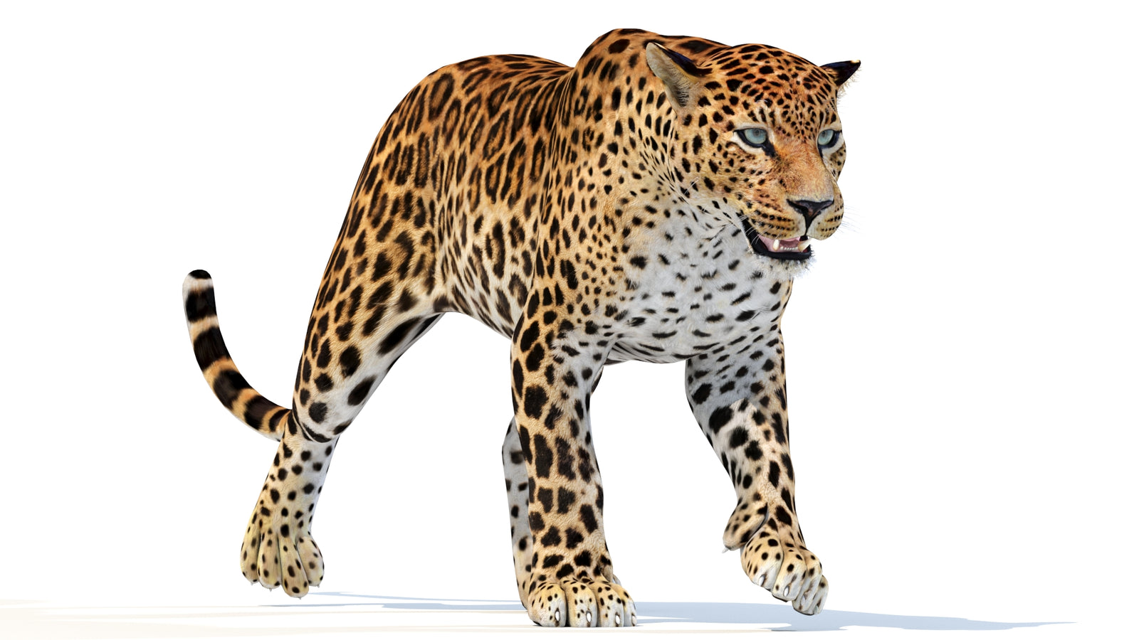Animated Sri Lankan Leopard 3D Model 360° view 3 frame 25