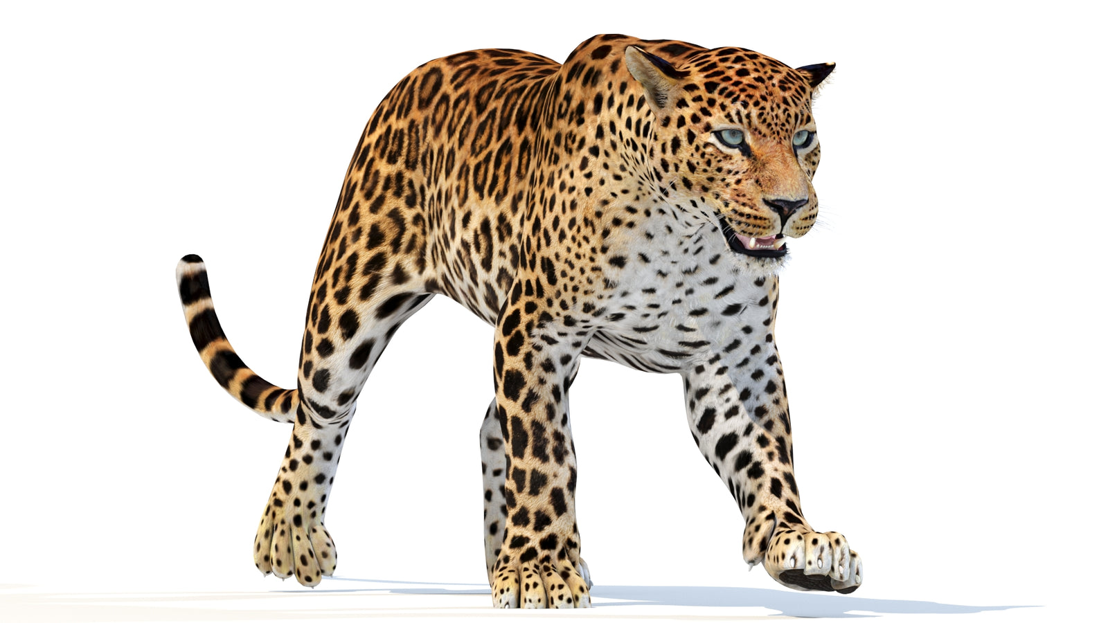 Animated Sri Lankan Leopard 3D Model 360° view 3 frame 27
