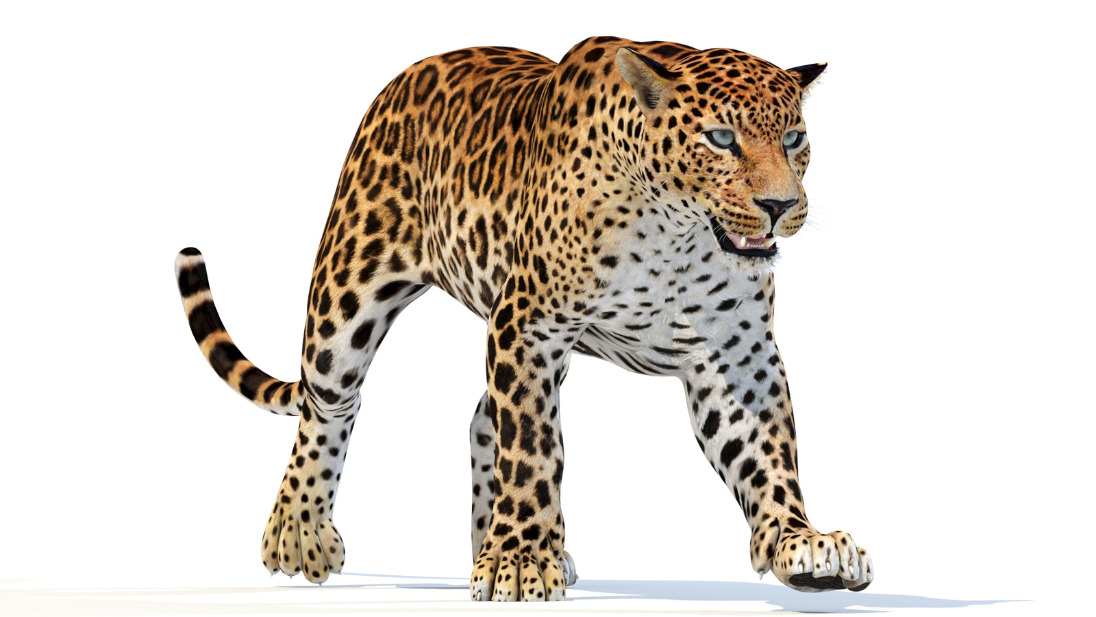 Animated Sri Lankan Leopard 3D Model 360° view 3 frame 28