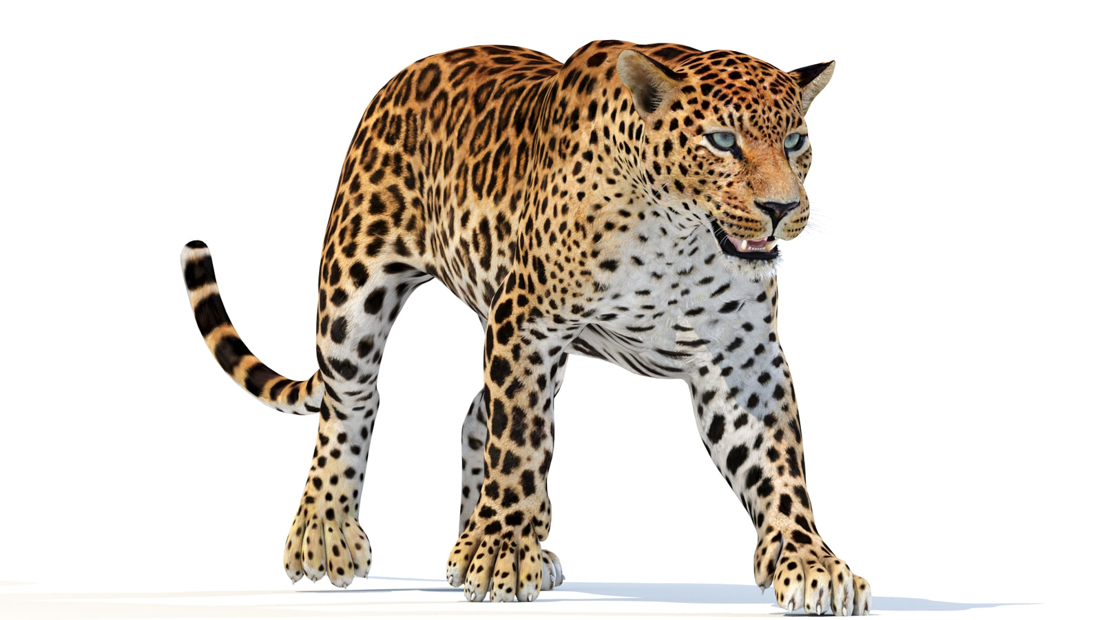 Animated Sri Lankan Leopard 3D Model 360° view 3 frame 30