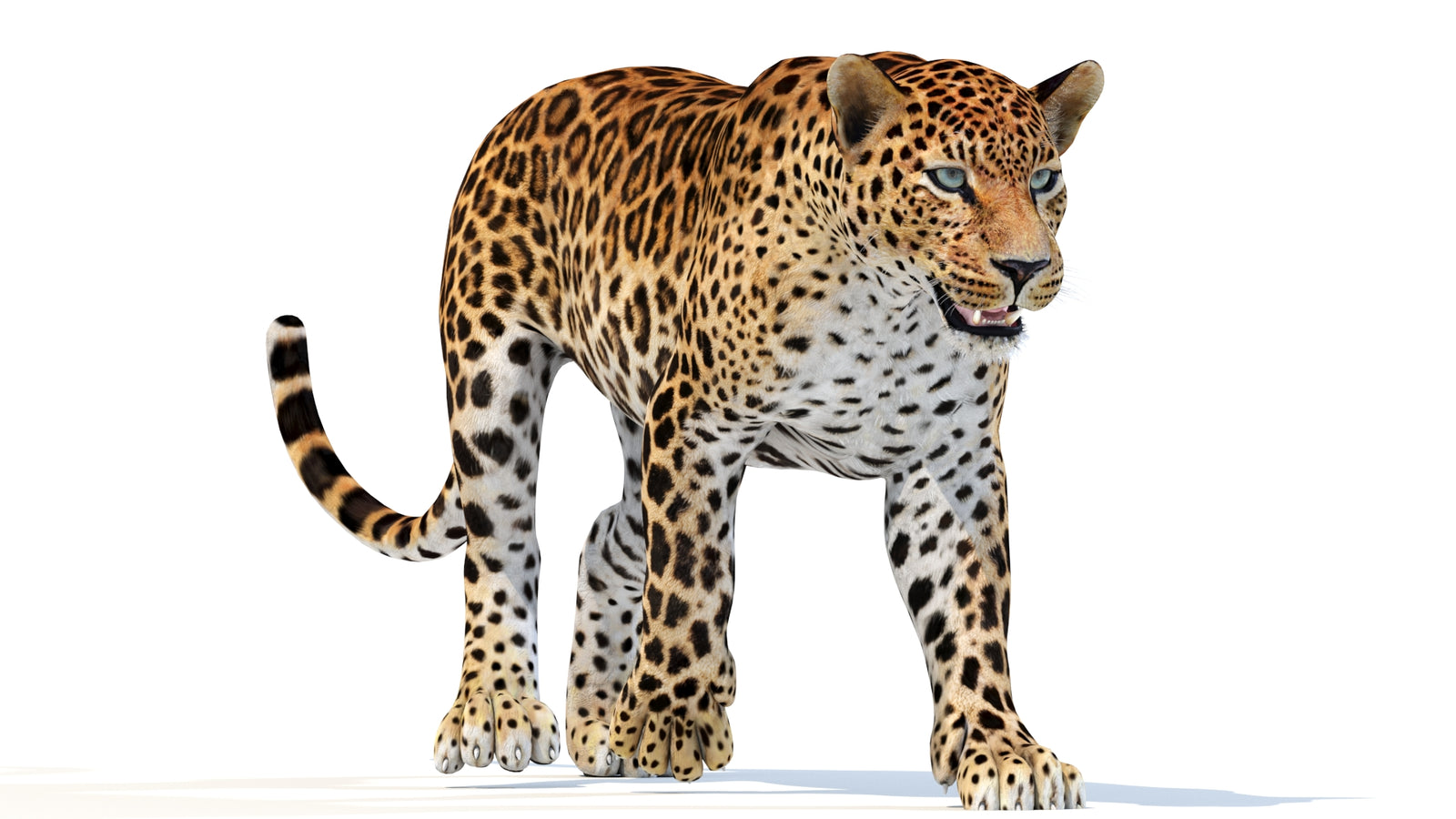 Animated Sri Lankan Leopard 3D Model 360° view 3 frame 34