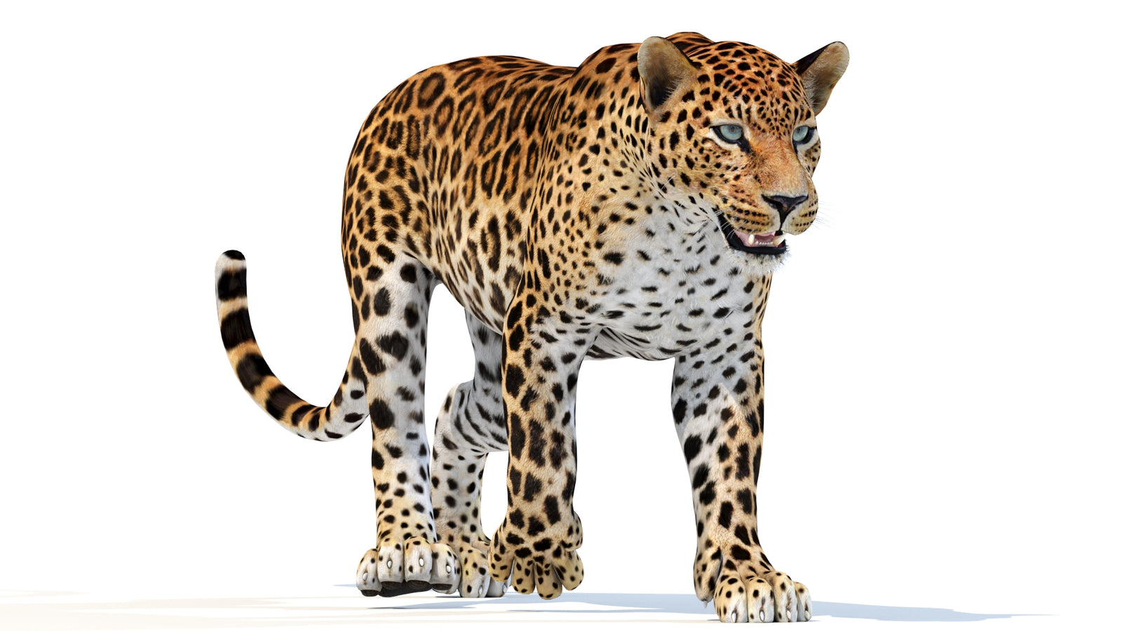 Animated Sri Lankan Leopard 3D Model 360° view 3 frame 36