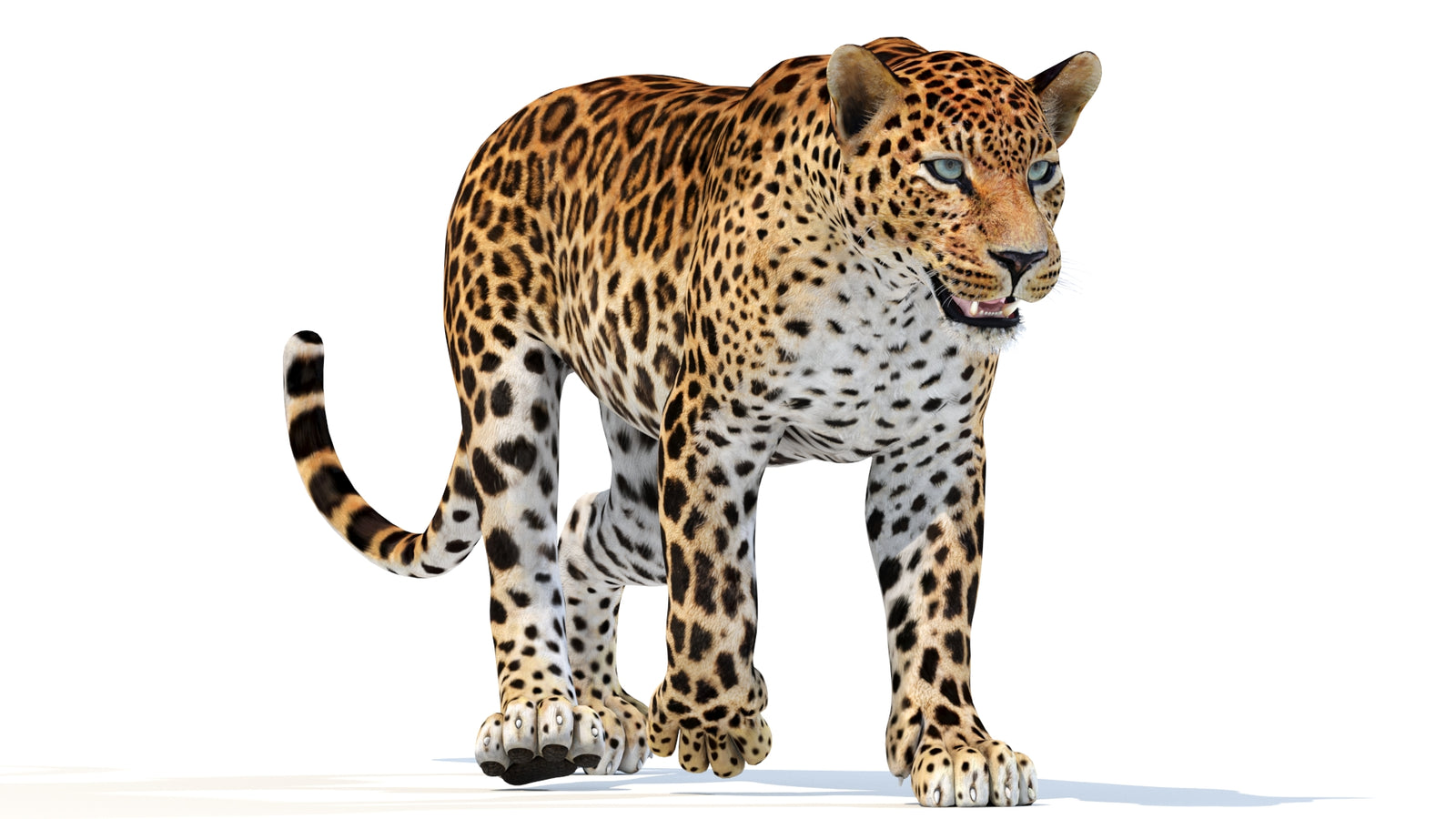Animated Sri Lankan Leopard 3D Model 360° view 3 frame 37