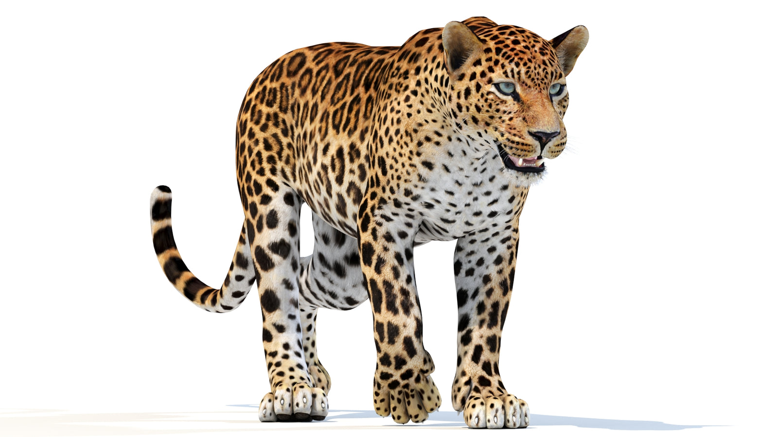Animated Sri Lankan Leopard 3D Model 360° view 3 frame 40