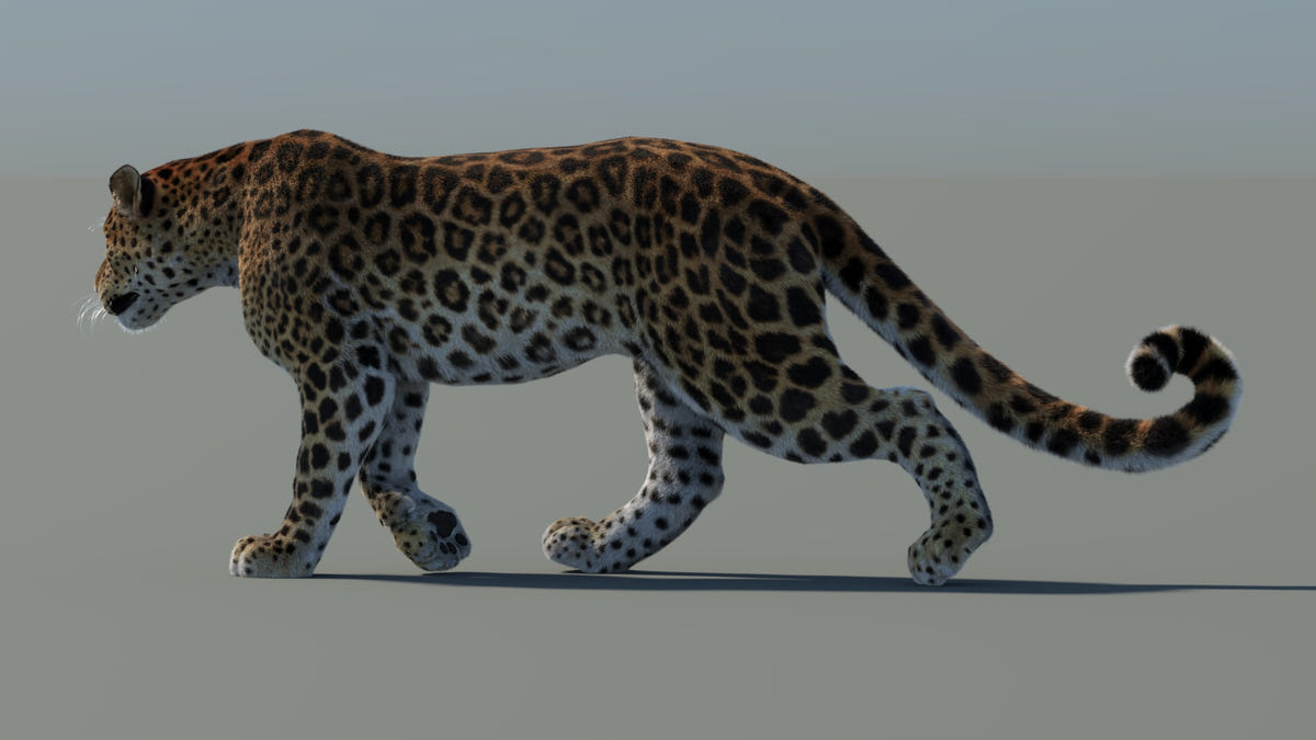 Animated Big Cat 3D Model - Lion, Tiger, Leopard, and cheetah - Hair and Fur | Bundle - 360 Degree View