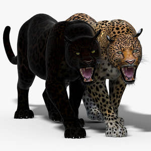 Animated Leopard and Panther 3D Model Thumbnail