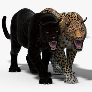 Animated Leopard and Panther 3D Model Thumbnail