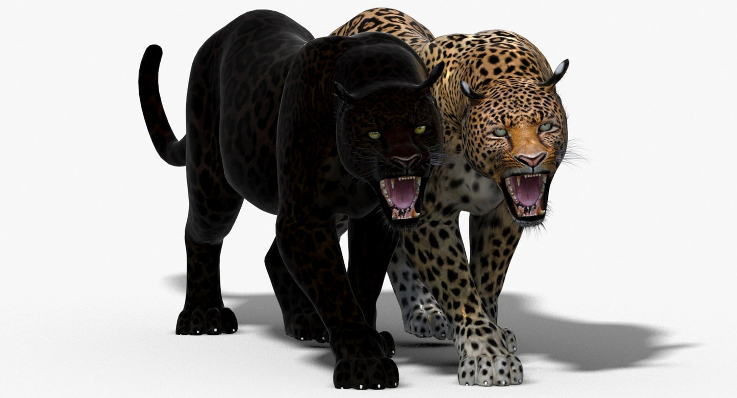 Animated Leopard and Panther 3D Model