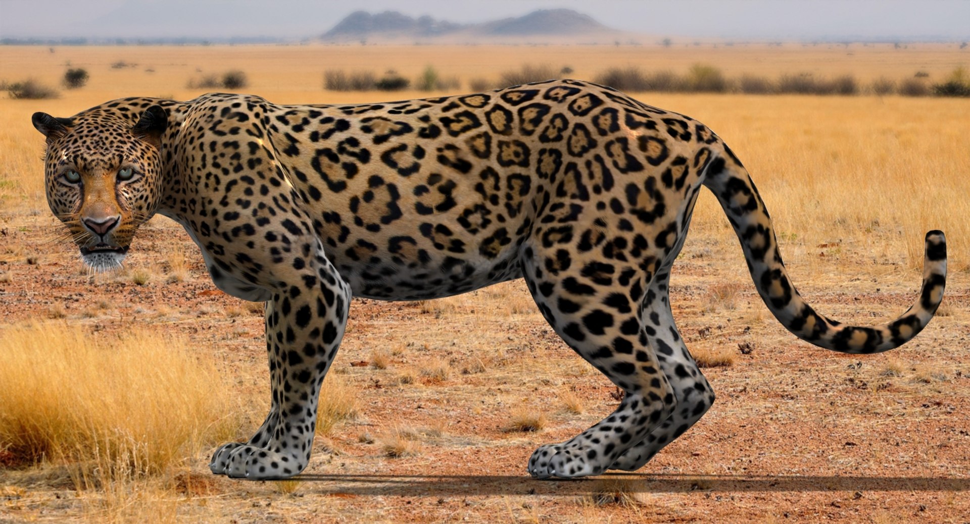 Animated Leopard 3D Model