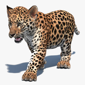 Animated leopard cub 3D model for download Thumbnail