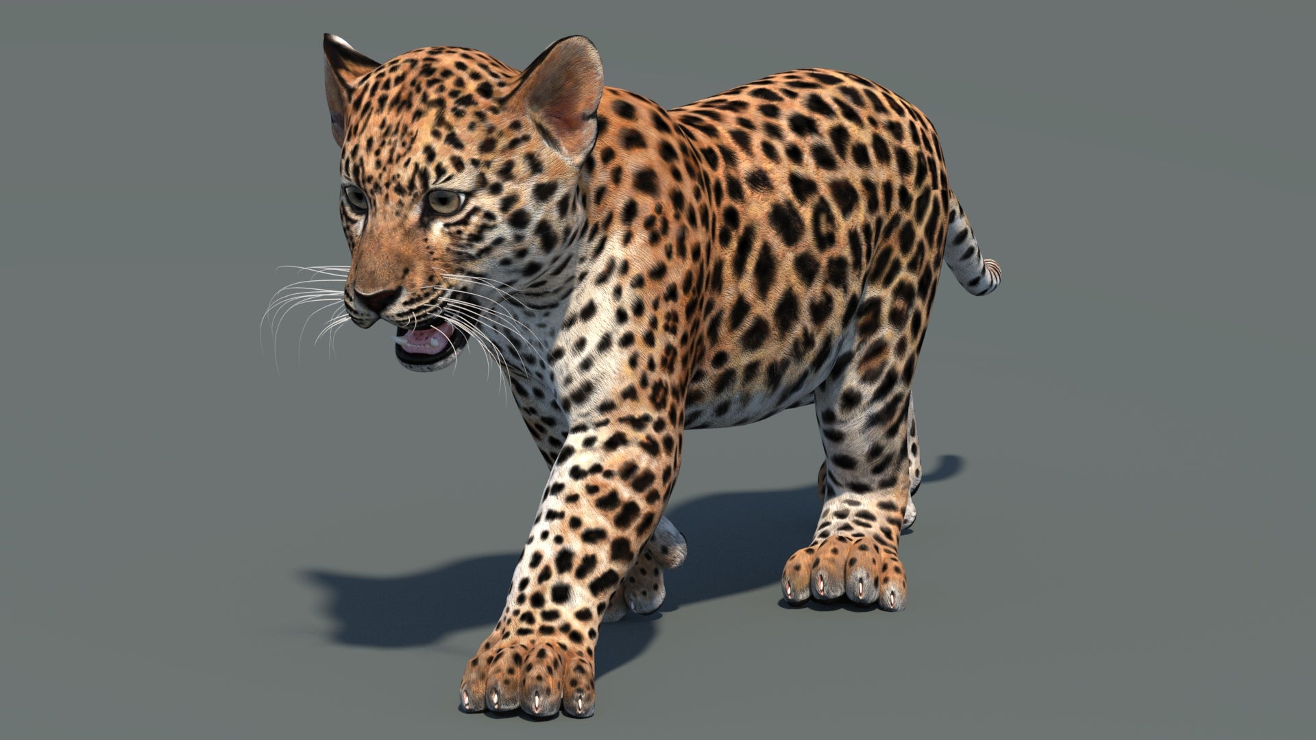 Perspective view of walking leopard cub 3D model in signature pose with textured fur and mouth open in a natural-colored environment