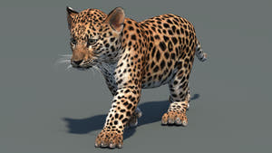 Perspective view of walking leopard cub 3D model in signature pose with textured fur and mouth closed in a natural-colored environment Thumbnail