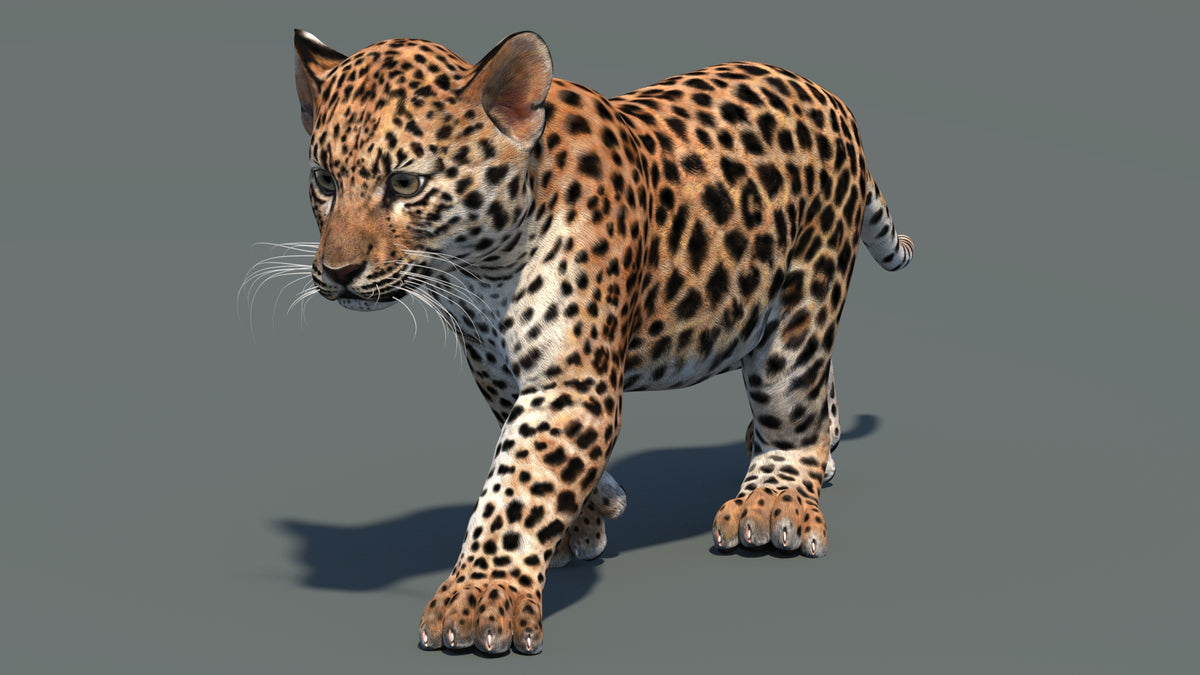 Perspective view of walking leopard cub 3D model in signature pose with textured fur and mouth closed in a natural-colored environment