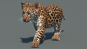Perspective view of walking leopard cub 3D model in signature pose with textured fur and mouth closed in a natural-colored environment Thumbnail