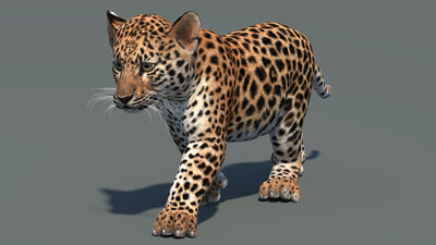 Perspective view of walking leopard cub 3D model in signature pose with textured fur and mouth closed in a natural-colored environment